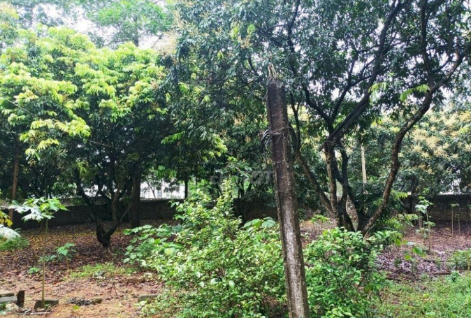 Bán đất Lạc Lương TC 1000m2 1.3 tỷ