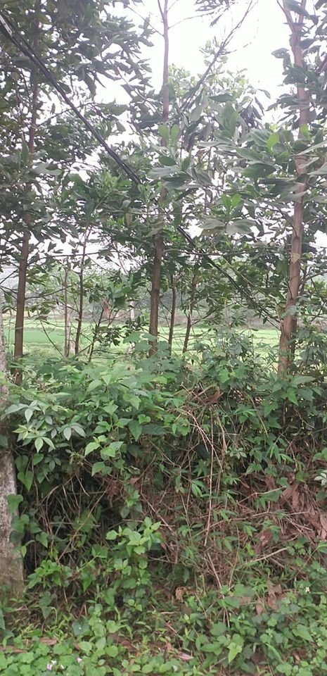 Bán đất Lương Sơn 1500m2 1.95 tỷ