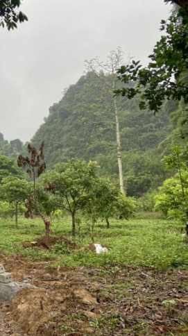 Bán đất Lạc Lương TC 1866m2 2.3 tỷ