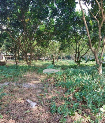 Bán đất Cao Dương TC 5914m2 5.7 tỷ