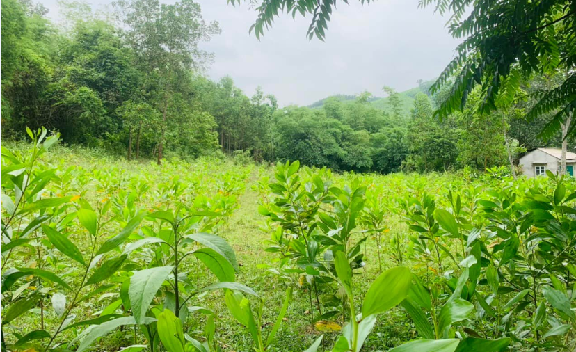 Bán đất Bảo Hiệu TC 2076m2 1.95 tỷ