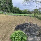 Bán đất Đa Phúc 3000m2 1.95 tỷ